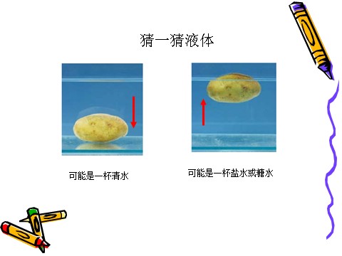 五年级下册科学（教科版）科学探索马铃薯沉浮的原因ppt教学课件第2页