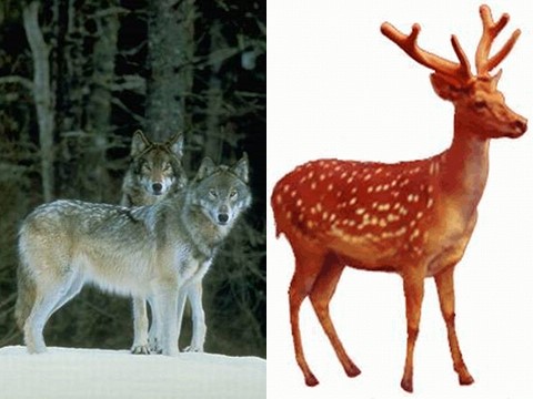 六年级上册语文（课堂教学课件1）鹿和狼的故事第2页