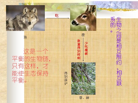 六年级上册语文（课堂教学课件2）鹿和狼的故事第4页