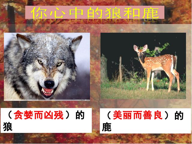 六年级上册语文语文第四组“第14课”《鹿和狼的故事》（）第3页