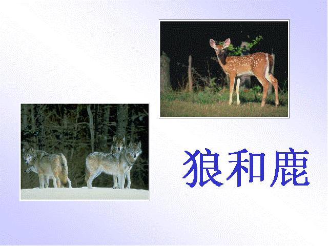 六年级上册语文语文《第14课:鹿和狼的故事》()第5页