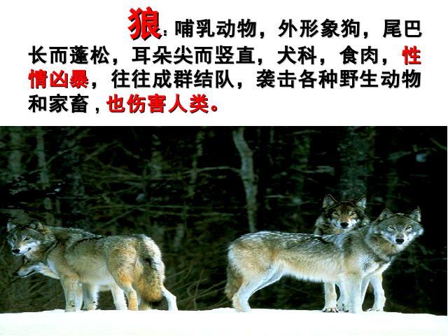 六年级上册语文语文第四组“第14课”《鹿和狼的故事》下第4页