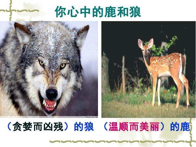 六年级上册语文《第14课：鹿和狼的故事》(语文人第3页