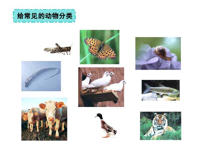 六年级上册科学科学《4.4种类繁多的动物》第3页