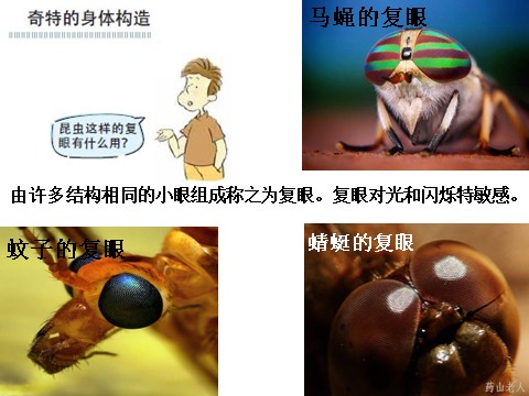 六年级下册科学（教科版）科学放大镜下的昆虫世界PPT课件()第4页