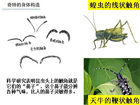 六年级下册科学（教科版）科学放大镜下的昆虫世界PPT课件()第8页