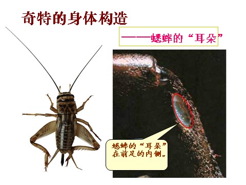 六年级下册科学（教科版）第一单元：放大镜下的昆虫世界PPT教学课件(六下)第9页