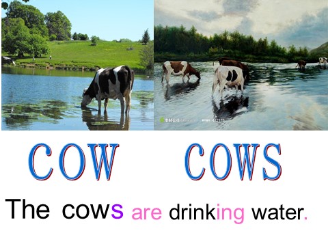 六年级下册英语（外研版三起点）教研课Module 3 Unit2 The cows are drinking waterppt课件第4页