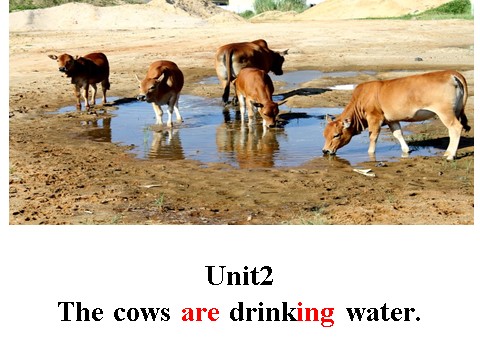 六年级下册英语（外研版三起点）六下英语Unit2 The cows are drinking waterppt课件第8页