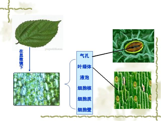 六年级下册科学科学《用显微镜观察身边的生命世界(二)》(教科版第2页