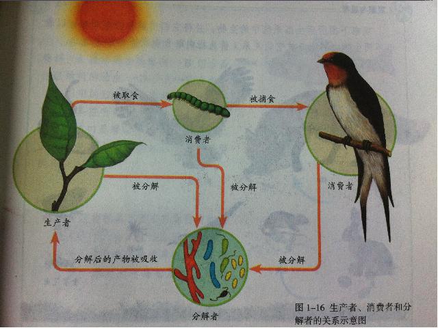 初一上册生物生物公开课ppt1.2.2生物与环境组成生态系统课件第8页