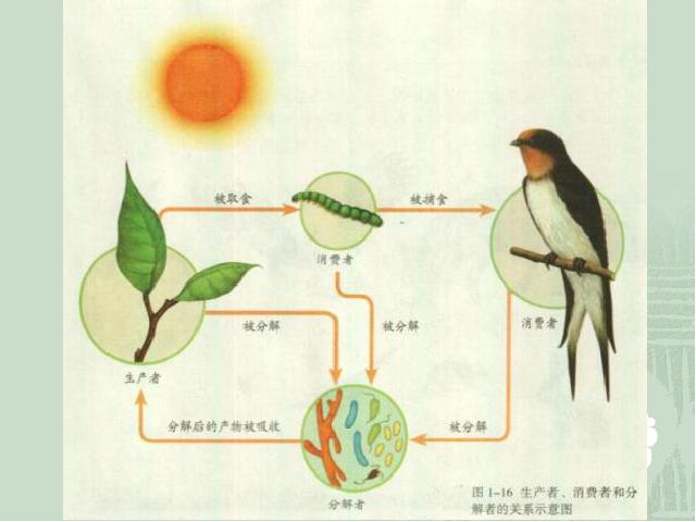 初一上册生物1.2.2生物与环境组成生态系统ppt比赛获奖教学课件第7页