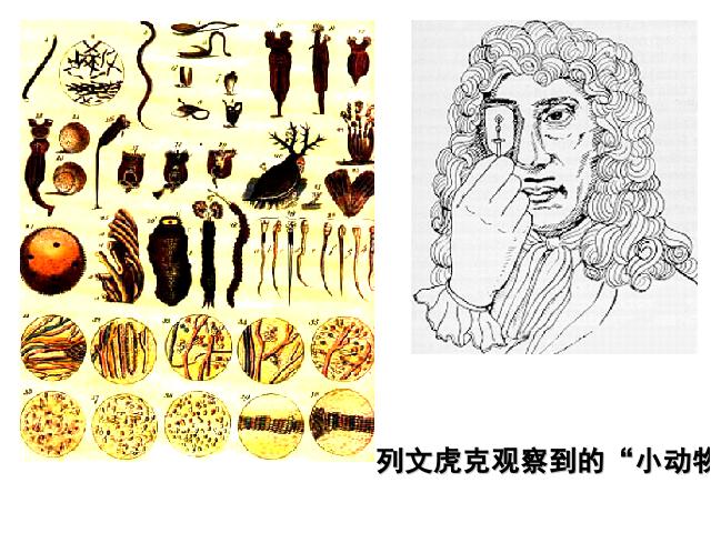 初一上册生物生物2.1.1练习使用显微镜精品第7页