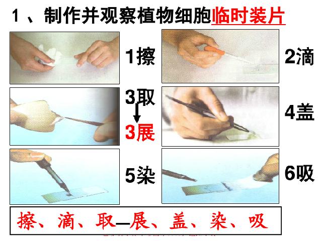 初一上册生物生物2.1.2植物细胞ppt比赛获奖教学课件第9页