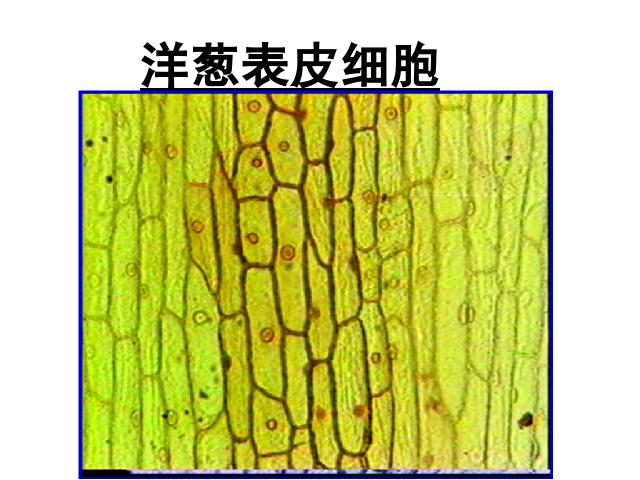 初一上册生物生物2.1.2植物细胞教研课第4页