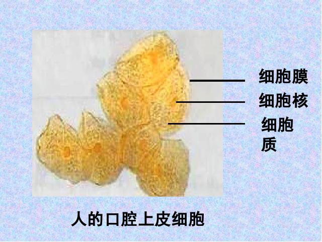 初一上册生物生物2.1.3动物细胞教研课第6页