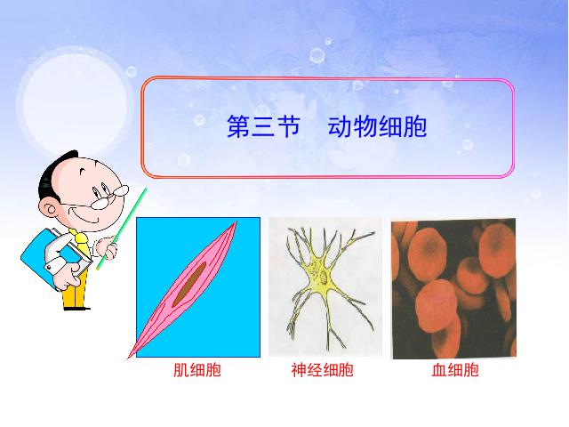 初一上册生物生物2.1.3动物细胞上课下载第1页