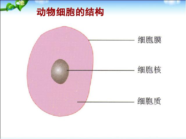 初一上册生物2.1.3动物细胞生物公开课第10页