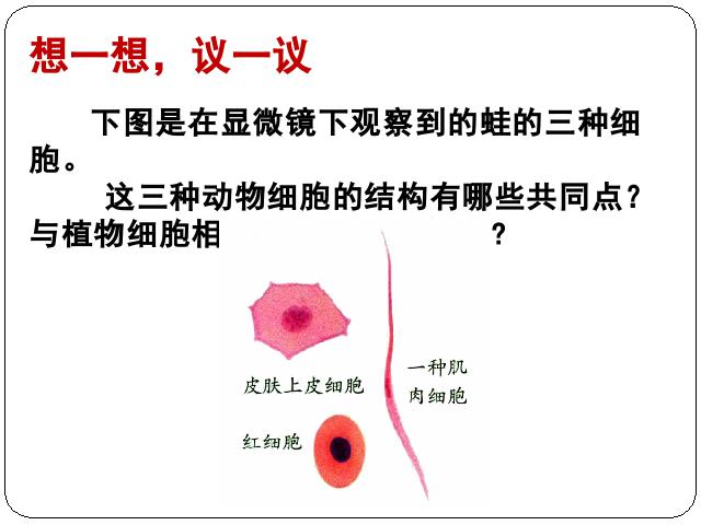 初一上册生物生物2.1.3动物细胞ppt比赛获奖教学课件第2页