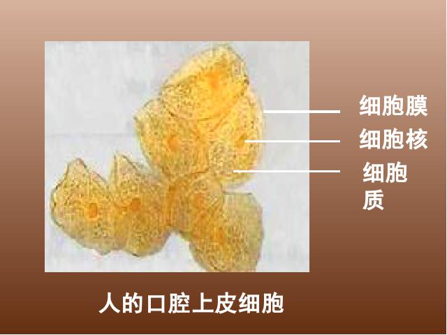 初一上册生物生物2.1.3动物细胞精品第8页