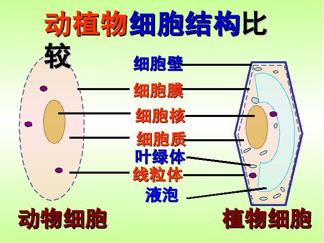 初一上册生物生物2.1.4细胞的生活优质课ppt课件下载第3页