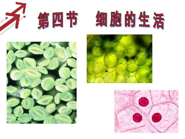 初一上册生物生物2.1.4细胞的生活优质课第2页