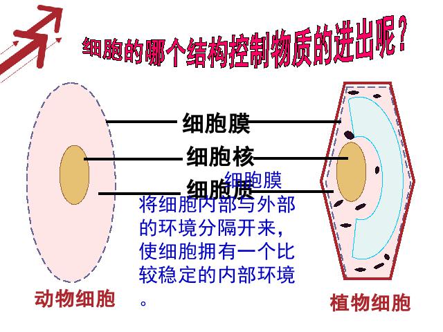 初一上册生物生物2.1.4细胞的生活优质课第6页