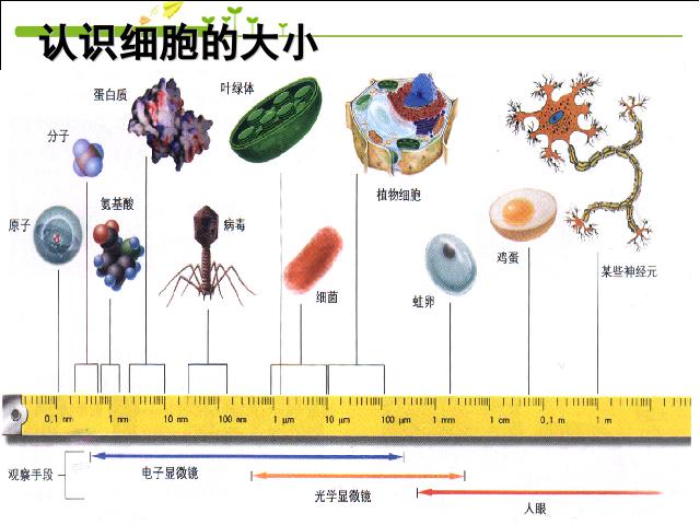 初一上册生物生物2.2.1细胞通过分裂产生新细胞优质课第4页