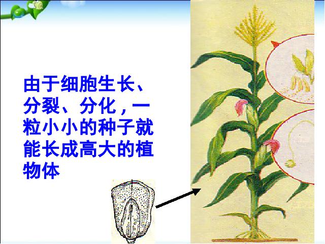 初一上册生物生物2.2.1细胞通过分裂产生新细胞上课下载第4页