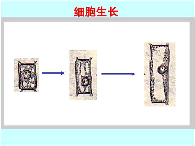 初一上册生物2.2.1细胞通过分裂产生新细胞PPT教学自制课件(生物)第3页