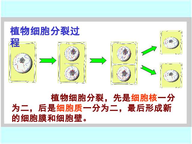 初一上册生物2.2.1细胞通过分裂产生新细胞PPT教学自制课件(生物)第6页