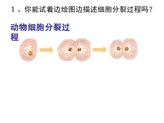 初一上册生物生物2.2.1细胞通过分裂产生新细胞ppt原创课件（）第4页