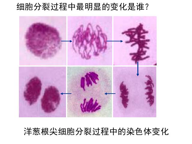 初一上册生物生物2.2.1细胞通过分裂产生新细胞ppt原创课件（）第6页