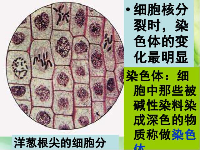 初一上册生物生物教研课ppt2.2.1细胞通过分裂产生新细胞课件第10页