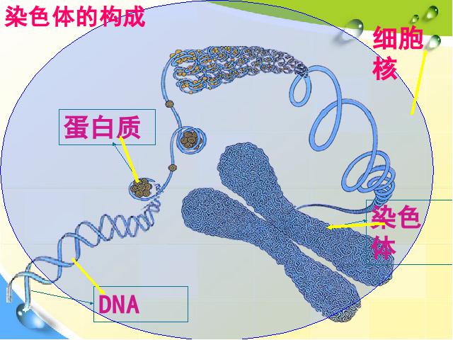 初一上册生物生物公开课ppt2.2.1细胞通过分裂产生新细胞课件第8页