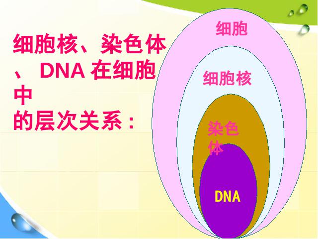 初一上册生物生物公开课ppt2.2.1细胞通过分裂产生新细胞课件第9页