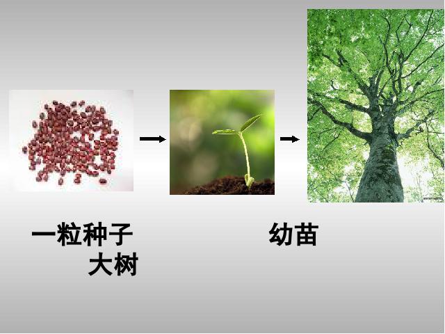 初一上册生物生物2.2.1细胞通过分裂产生新细胞优秀获奖第4页