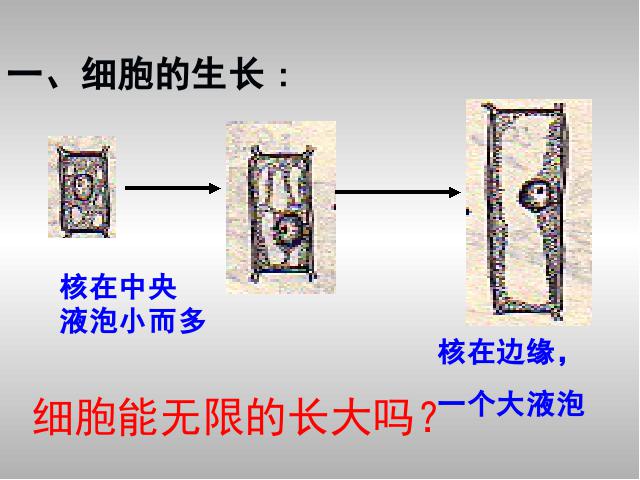 初一上册生物生物2.2.1细胞通过分裂产生新细胞优秀获奖第9页