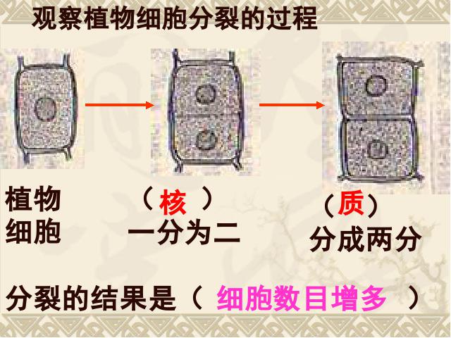 初一上册生物精品课件2.2.1细胞通过分裂产生新细胞ppt第8页