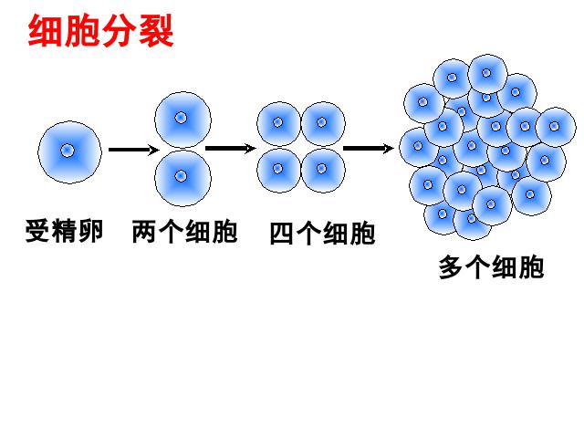 初一上册生物生物2.2.2动物体的结构层次ppt比赛获奖教学课件第4页