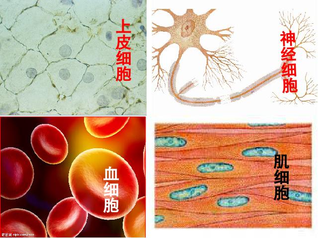 初一上册生物生物2.2.2动物体的结构层次ppt比赛获奖教学课件第5页