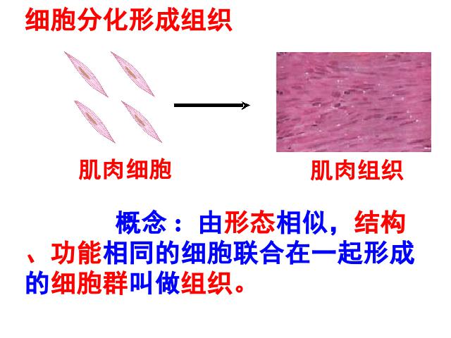 初一上册生物生物2.2.2动物体的结构层次ppt比赛获奖教学课件第8页