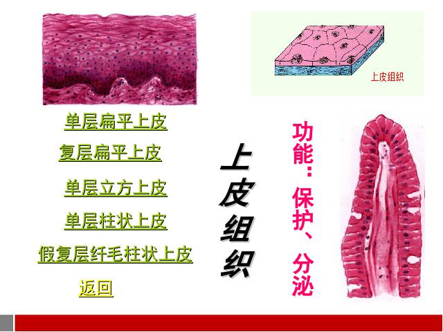 初一上册生物2.2.2动物体的结构层次生物公开课第8页