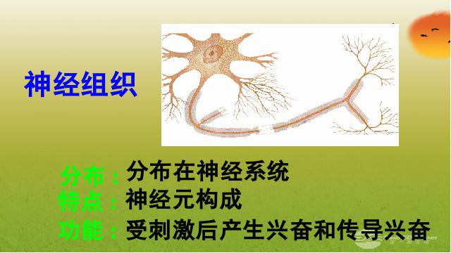 初一上册生物生物2.2.2动物体的结构层次优质课ppt课件下载第10页