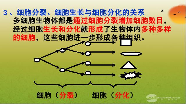 初一上册生物生物2.2.2动物体的结构层次优质课ppt课件下载第4页