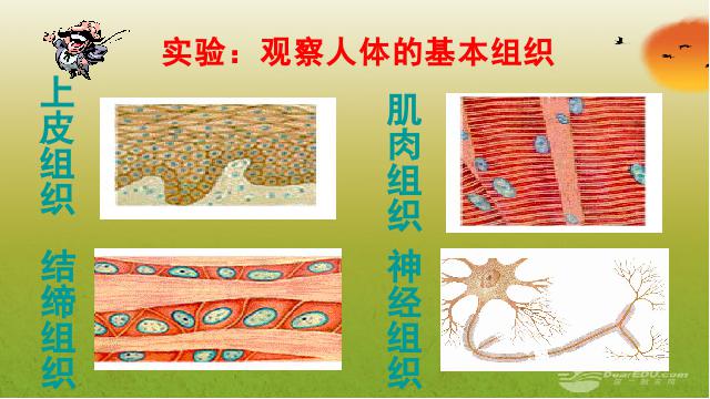 初一上册生物生物2.2.2动物体的结构层次优质课ppt课件下载第5页