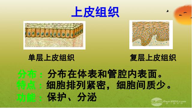 初一上册生物生物2.2.2动物体的结构层次优质课ppt课件下载第7页