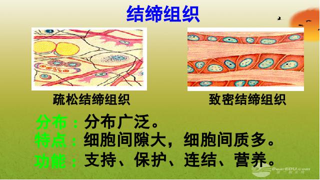 初一上册生物生物2.2.2动物体的结构层次优质课ppt课件下载第8页