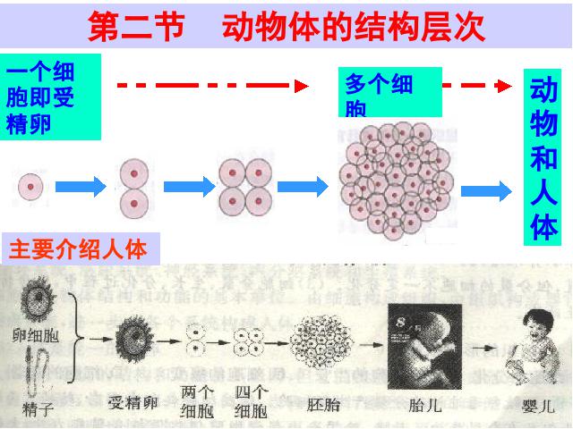 初一上册生物生物2.2.2动物体的结构层次优质课第3页