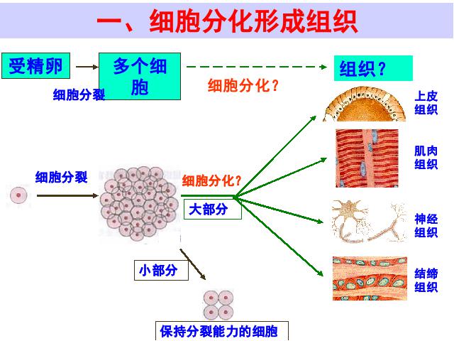 初一上册生物生物2.2.2动物体的结构层次优质课第4页